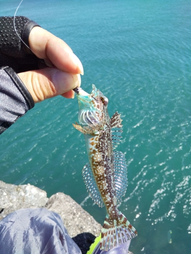 アナハゼの釣果