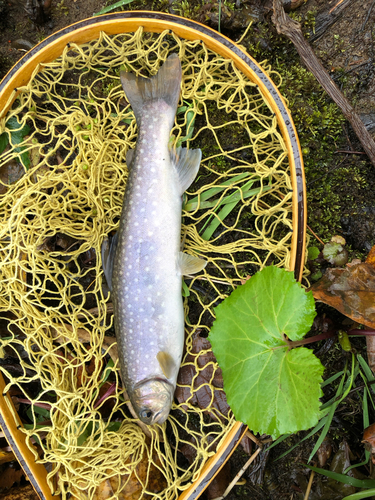 アメマスの釣果