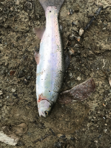 ニジマスの釣果