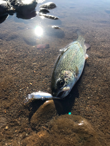 ニジマスの釣果