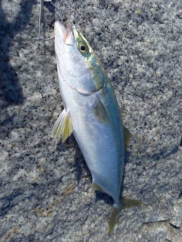 ブリの釣果