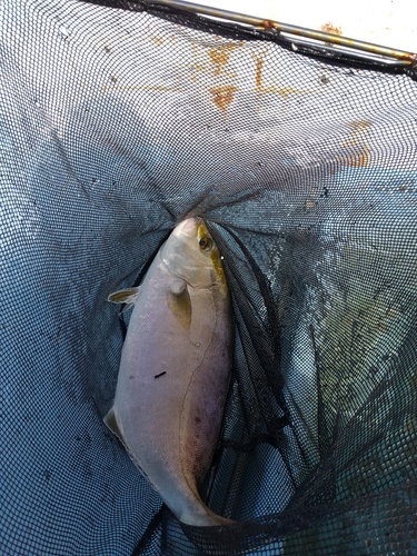 カンパチの釣果