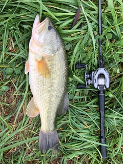 ラージマウスバスの釣果