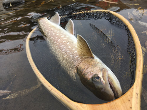 アメマスの釣果