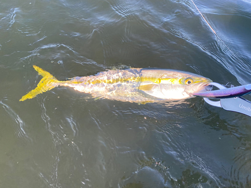 ヤズの釣果