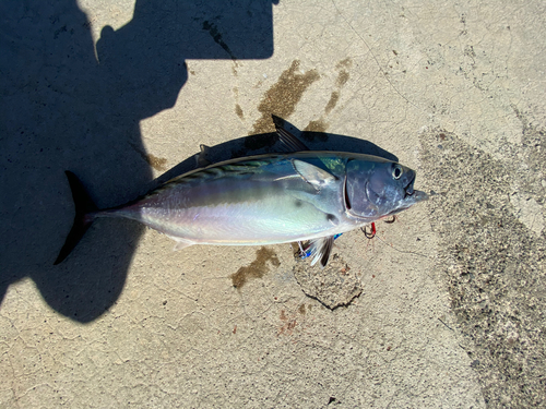 スマガツオの釣果