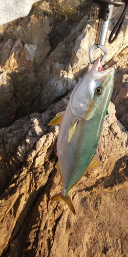 ワカシの釣果