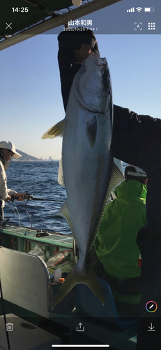 ハマチの釣果