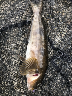 アイナメの釣果