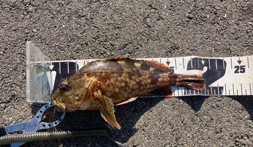 タケノコメバルの釣果