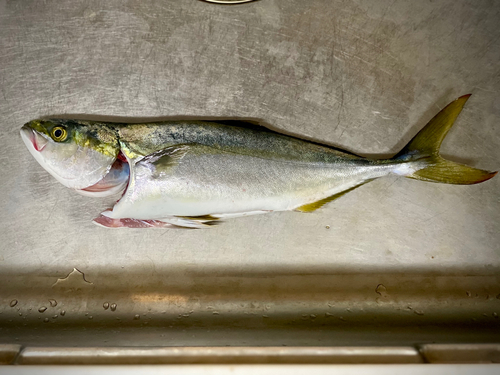 ハマチの釣果