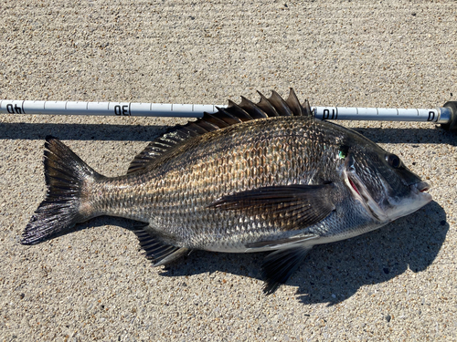 チヌの釣果