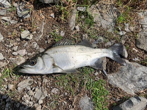 セイゴ（ヒラスズキ）の釣果