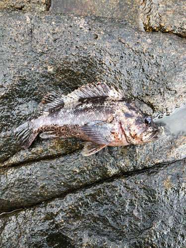 ソイの釣果