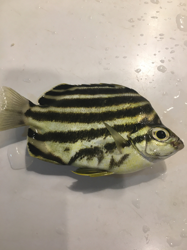 カゴカキダイの釣果