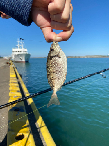 アイゴの釣果