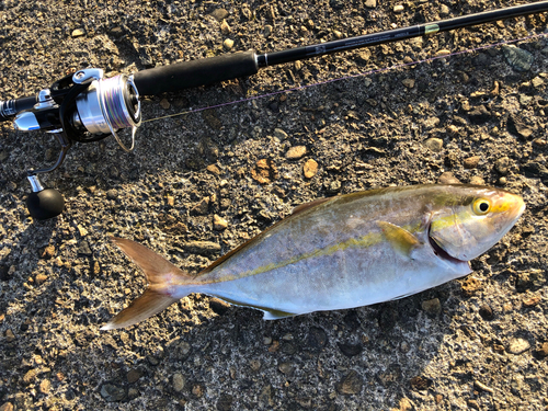 カンパチの釣果