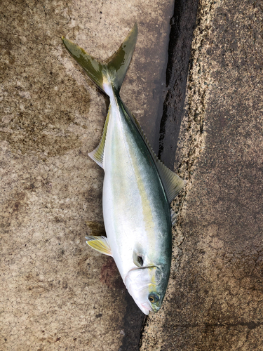 イナダの釣果