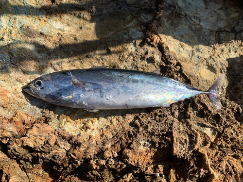 ソウダガツオの釣果