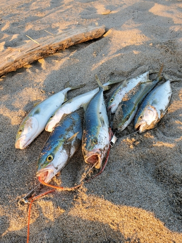 イナダの釣果