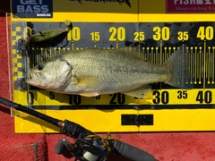 ブラックバスの釣果