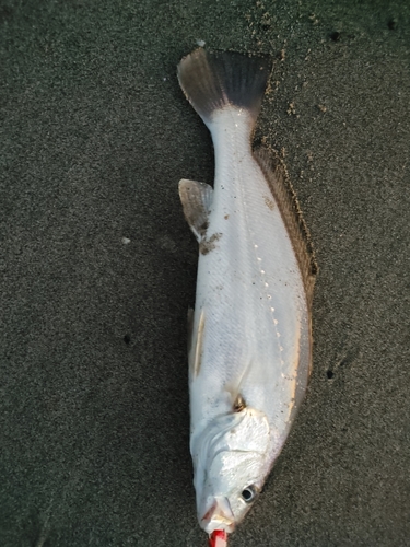 イシモチの釣果