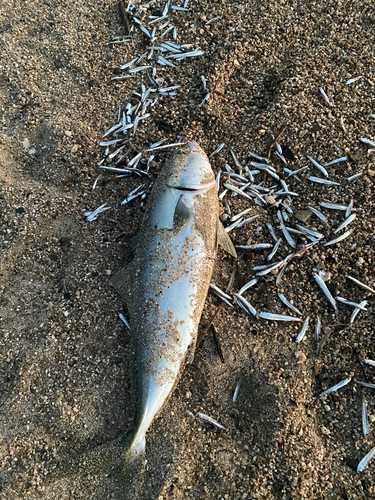 ハマチの釣果