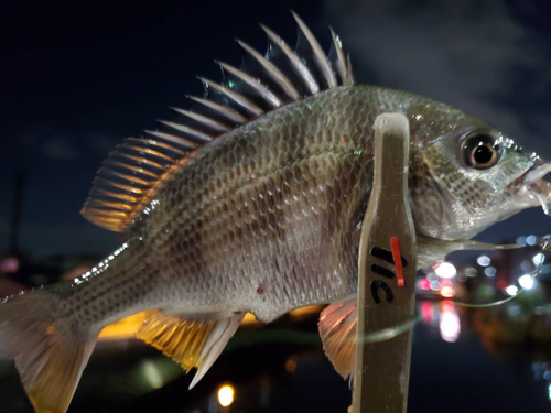 キビレの釣果