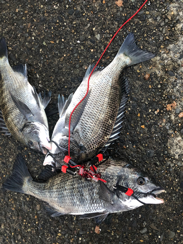 クロダイの釣果