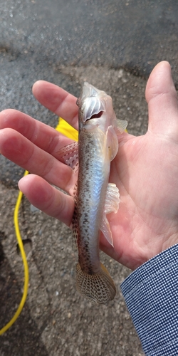 ハゼの釣果