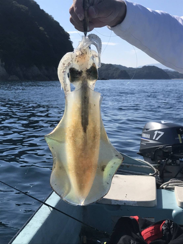 アオリイカの釣果