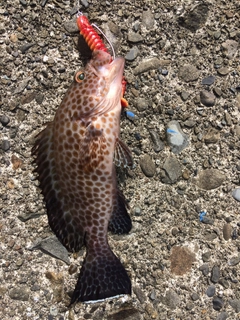 オオモンハタの釣果