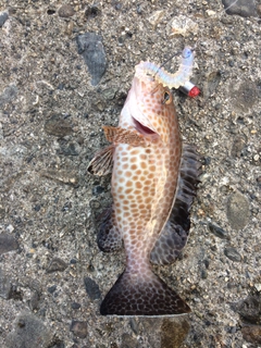 オオモンハタの釣果