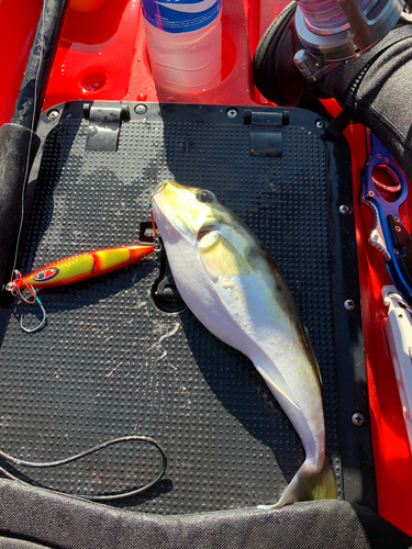 シロサバフグの釣果