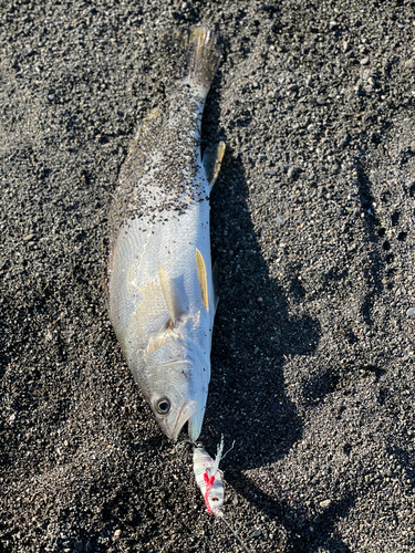 ニベの釣果