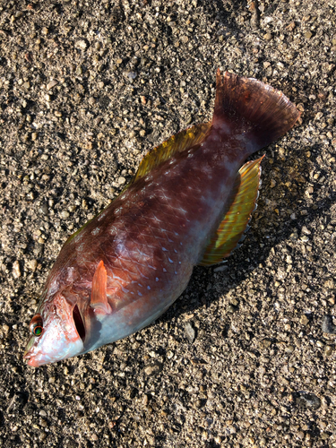 ホシササノハベラの釣果