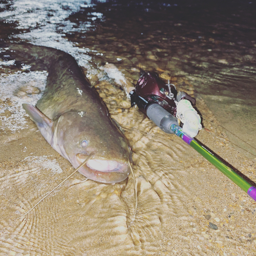 マナマズの釣果