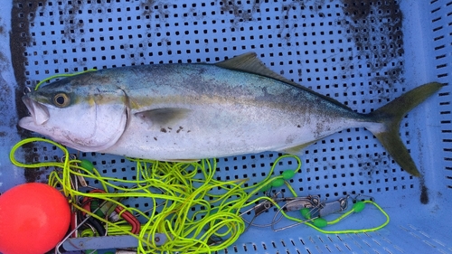 イナダの釣果