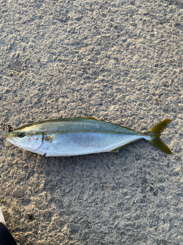 イナダの釣果