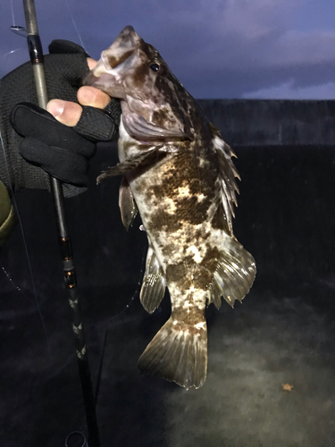 タケノコメバルの釣果