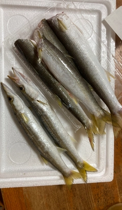 カマスの釣果