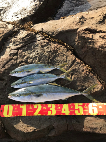 ハマチの釣果