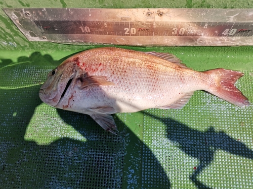 マダイの釣果