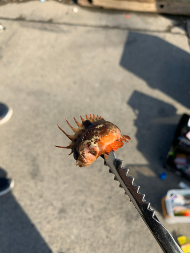 ハオコゼの釣果