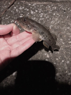 ハゼの釣果