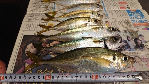 マアジの釣果