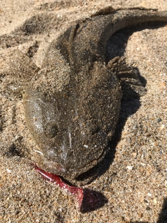 マゴチの釣果