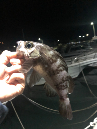 メバルの釣果