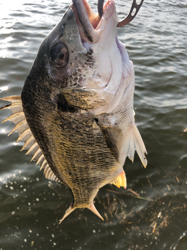 キビレの釣果