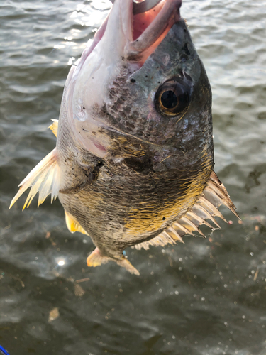 キビレの釣果